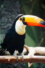 Colorful toucan sitting on the tree branch. Animals in the wild
