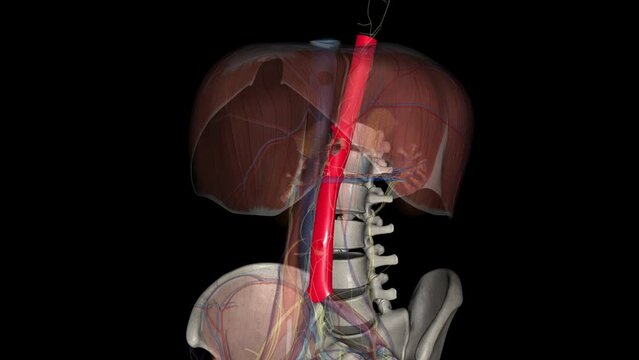 An abdominal aortic aneurysm is an enlarged area in the lower part of the body's main artery, called the aorta .