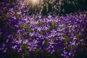 Beautiful summer spring flower border of purple flowers in nature close-up. 