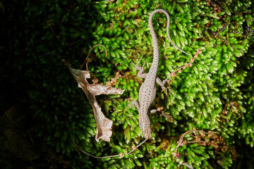 Small brown lizard hiding in the lush green moss. Animals in the wild nature