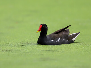 Common Moorhen or Eurasian Moorhen swimming on algae bloom pond