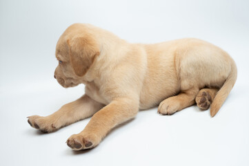 Obraz premium Waking up labrador cub
