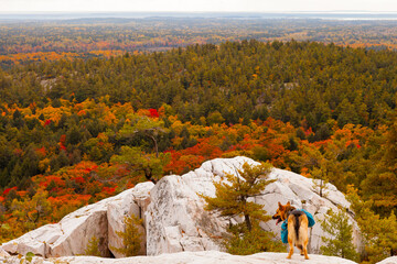 Killarney Crack Fall Colours Trees Rocks Dog 1