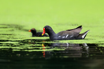 Common Moorhen or Eurasian Moorhen with chick swimming on algae bloom pond