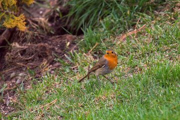 a robin, erthacus rubecula, in the garden on the green lawn at a autumn morning