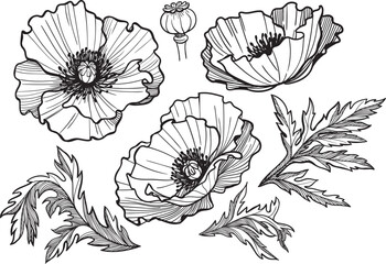 Collection of poppy flower details for botanical designs. Line art, black outlines. - obrazy, fototapety, plakaty