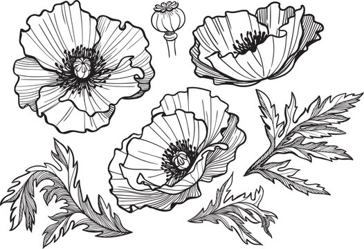 Collection of poppy flower details for botanical designs. Line art, black outlines.