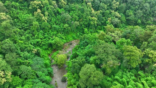 Surrounded by vibrant foliage, a serpentine stream glistens under the warm tropical sun. Its gentle murmurs invite you to lose yourself in the untouched beauty of this lush, green sanctuary. Thailand.