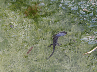 Apennine newt (Ichthyosaura alpestris apuana)