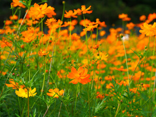 Korean yellow cosmos in full bloom