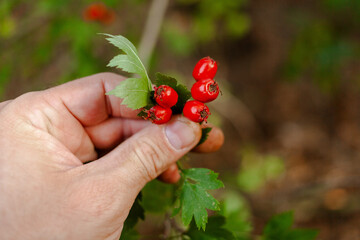 Close-up of hawthorn red berries and green leaves in a man's hand. Crataegus monogyna. Singleseed Hawthorn, Common Hawthorn, English Hawthorn.