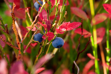 wonderful colors in autumn - ripe bilberries with dew drops and red leaves at a sunny autumn morning on the mountains