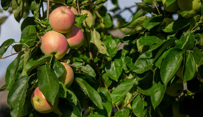 harvest of apples on the tree. Selective focus.
