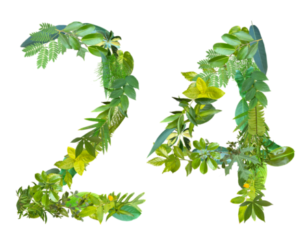 The shape of the number 24 is made of various kinds of leaves isolated on transparent background. suitable for birthday, anniversary and memorial day templates