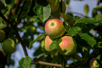 harvest of apples on the tree. Selective focus.