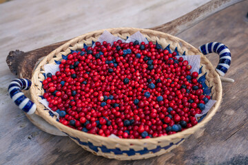 the harvest of cranberries in autumn, not sprayed and organic from the forest on the mountains