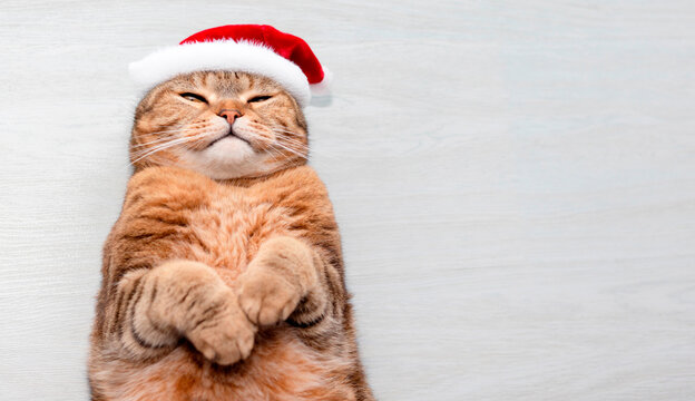 A cute red cat lies in a Santa hat on a gray background.