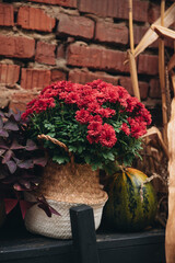 flowers on the street. Burgundy flowers. Autumn is outside. Autumn decor. Pumpkin. halloween. Outdoors