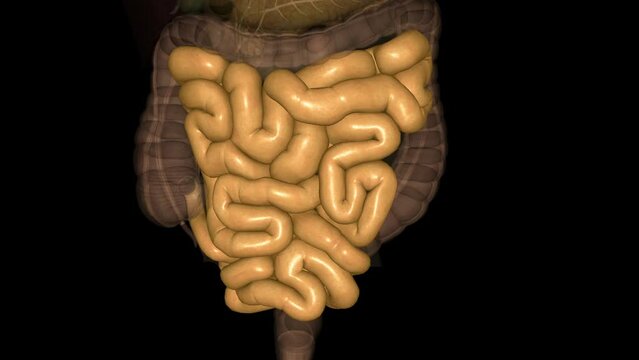The small intestine (also referred to as the small bowel) is the specialized tubular structure between the stomach .