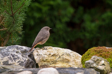 common redstart is sitting in the green garden