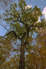 herbst autumn otoño 秋天 осень 