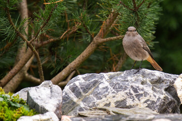 common redstart is sitting in the green garden