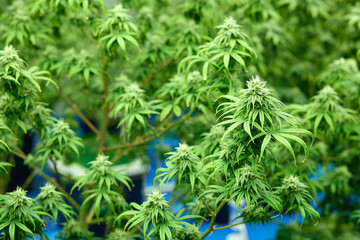 close up cannabis hemp in the greenhouse