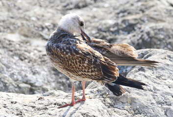 Yellow-legged gull, Larus michahellis juvenile, birds of Montenegro