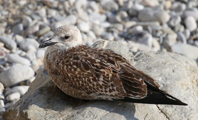 Yellow-legged gull, Larus michahellis juvenile, birds of Montenegro