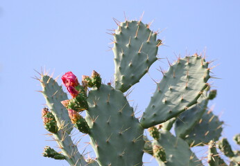 Red flower Barbary fig prickly pear or Indian fig opuntia, (Opuntia ficus-indica) 