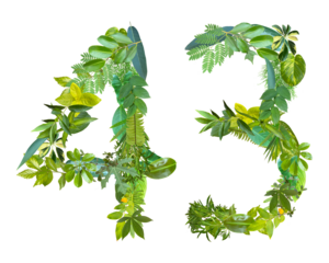 The shape of the number 43 is made of various kinds of leaves isolated on transparent background. suitable for birthday, anniversary and memorial day templates