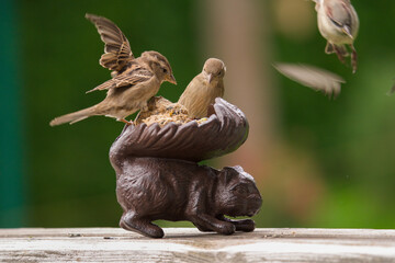 a group of sparrows on the balcony at a bird feeder, a cast iron squirrel