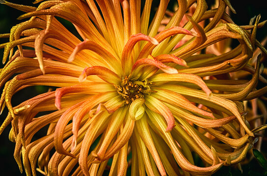 close-up of an orange chrysanthemum flower