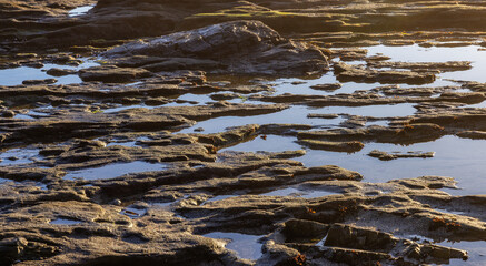 Rocky Shore on the Pacific Ocean Coast. Sunny Sunset. Nature Background