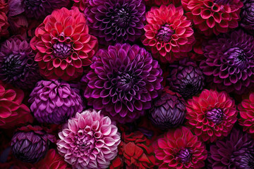 Late autumn backdrop with a blend of deep purple dahlia blossom