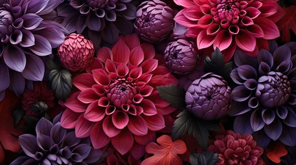 Fototapeten Late autumn arrangement featuring a variety of dark violet dahlia bloom © nnattalli