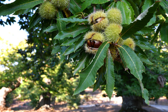 Chestnuts in hedgehogs hang from chestnut branches just before harvest, autumn season. Chestnut forest in the Tuscan mountains. Italy.