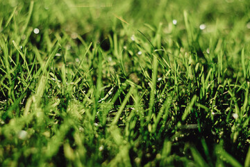 green grass background 
