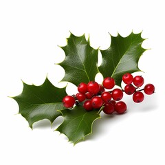 holly leaves and berries on an isolated white background