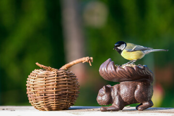 a great tit, parus major, on a bird feeder at a sunny autumn morning