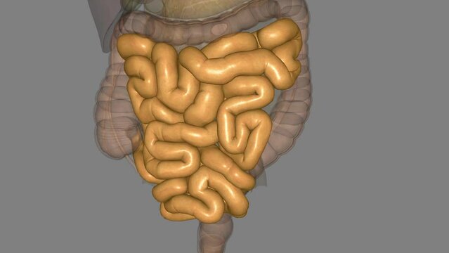 The small intestine (also referred to as the small bowel) is the specialized tubular structure between the stomach .