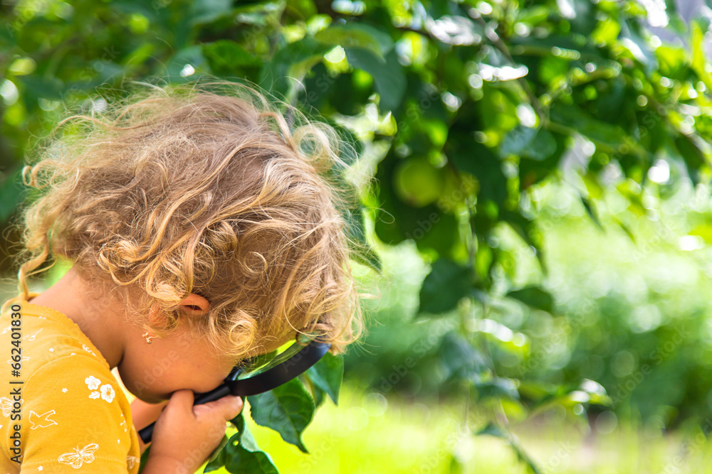 Wall mural a child studies nature with a magnifying glass. selective focus.