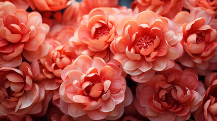 Coral Peony Blooms, A Captivating Close-Up