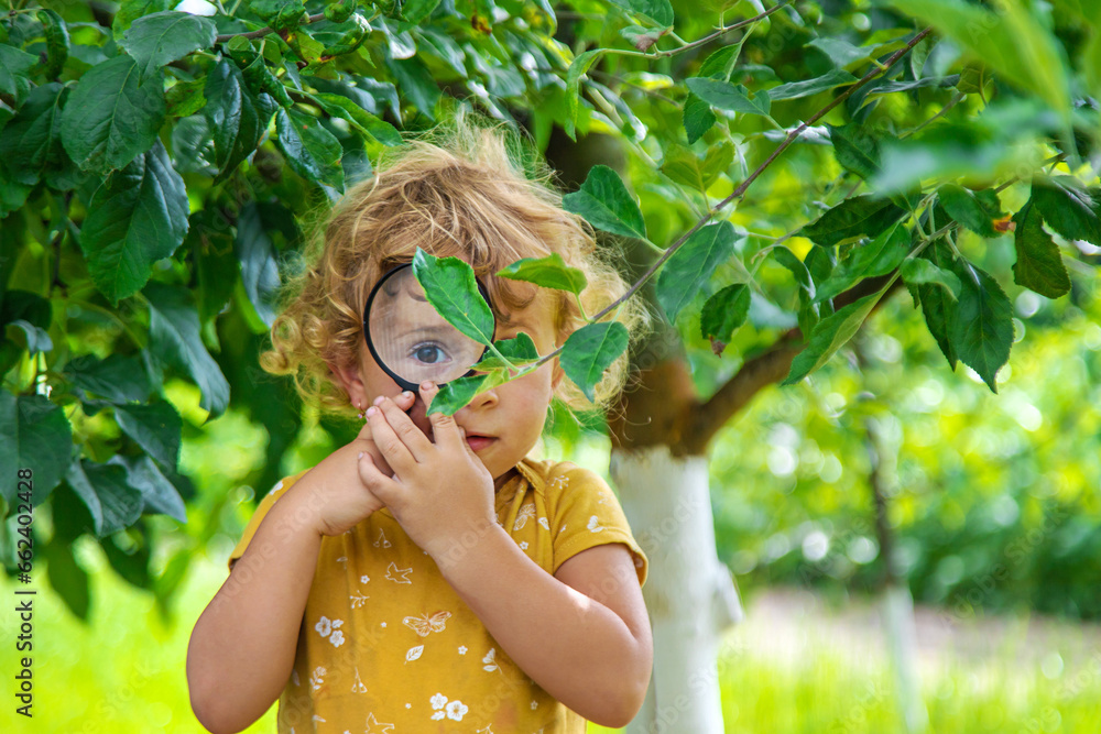 Wall mural a child studies nature with a magnifying glass. selective focus.