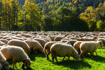 Traditional sheep pasture in Pieniny mountains in Poland. Last days of sheep grazing in autumn