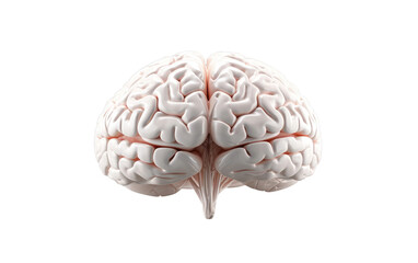 Brain Unveiled in Close Examination on a Clear Surface or PNG Transparent Background.