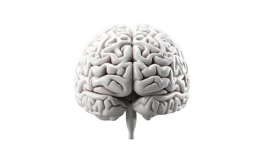 Brain Mental Health Beauty in Close Examination on a Clear Surface or PNG Transparent Background.