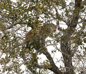 View of leopard on tree