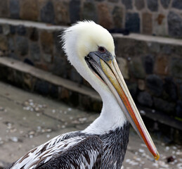 A photo of Peruvian pelican