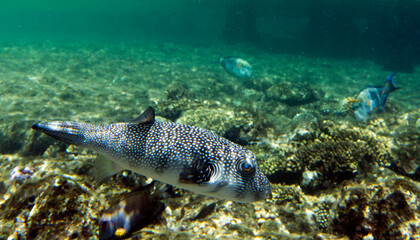 Photo of white spotted puffer fish
